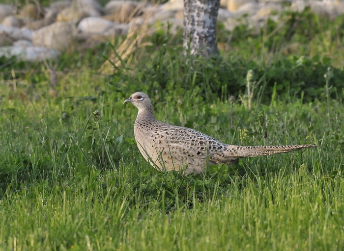 Phasianus colchicus - Fagiano